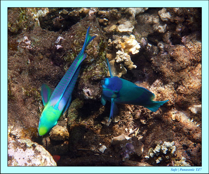 2012 - 07 - Dauin Sanctuary 63